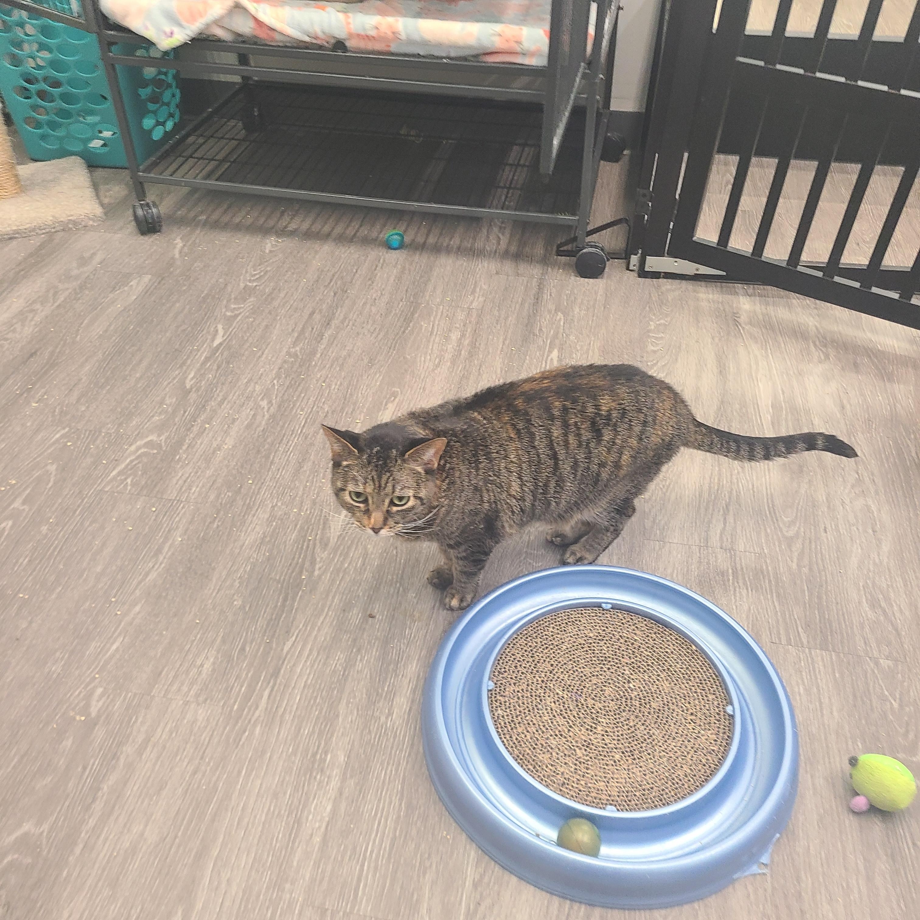 Enlarge Princess, a ADOPTABLE Domestic Short Hair in Lewis Center, OH image 2/2