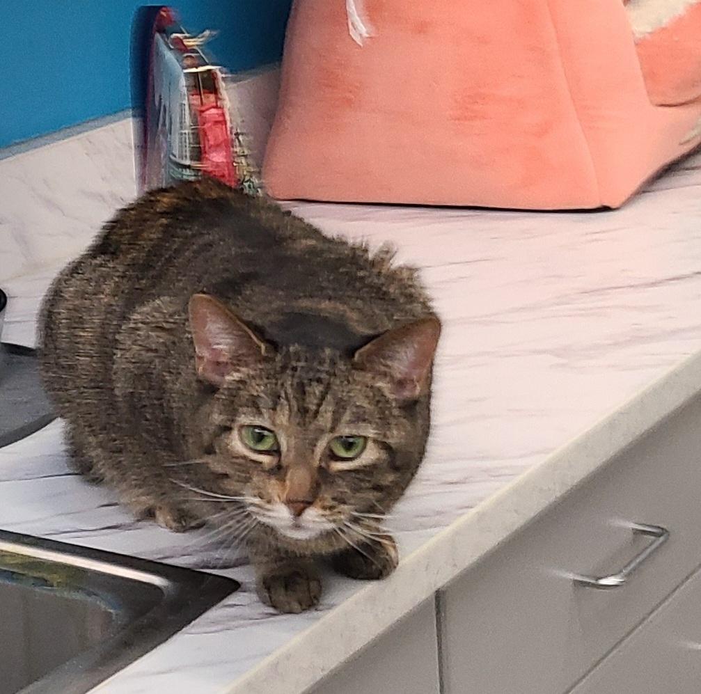 Enlarge Princess, a ADOPTABLE Domestic Short Hair in Lewis Center, OH image 1/2