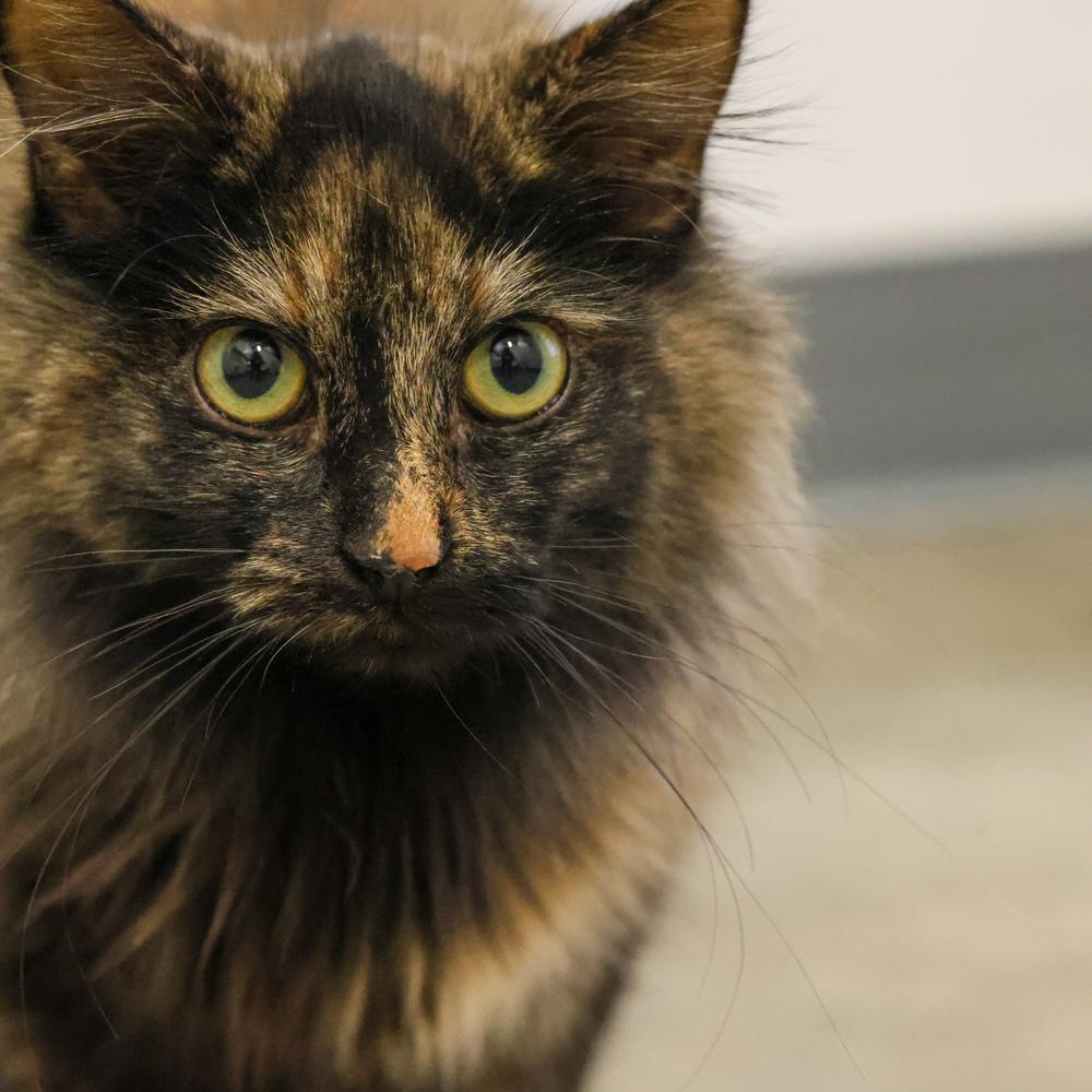 Enlarge **Cat Cafe** Esmeralda, a Adoptable Domestic Long Hair in Topeka, KS image 1/4