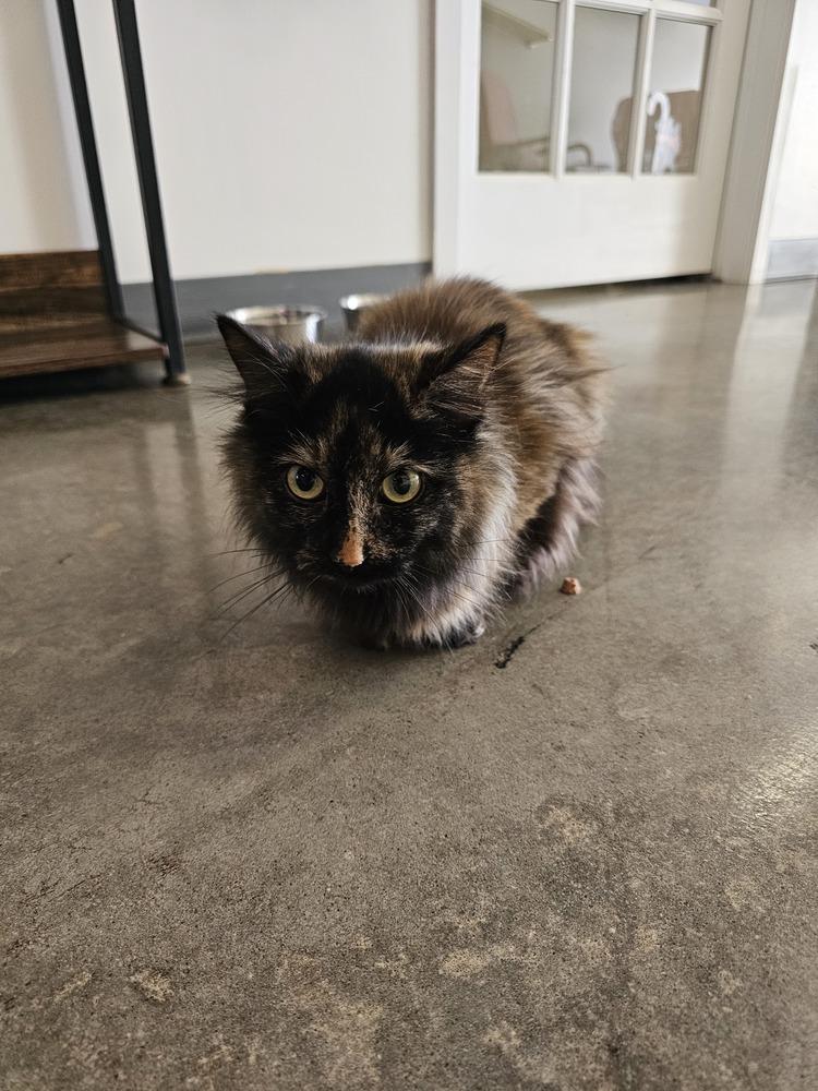 Enlarge **Cat Cafe** Esmeralda, a Adoptable Domestic Long Hair in Topeka, KS image 2/4