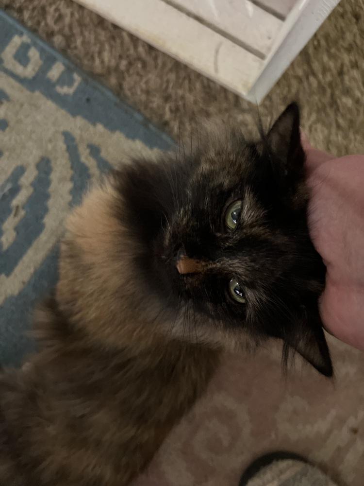 Enlarge **Cat Cafe** Esmeralda, a Adoptable Domestic Long Hair in Topeka, KS image 3/4