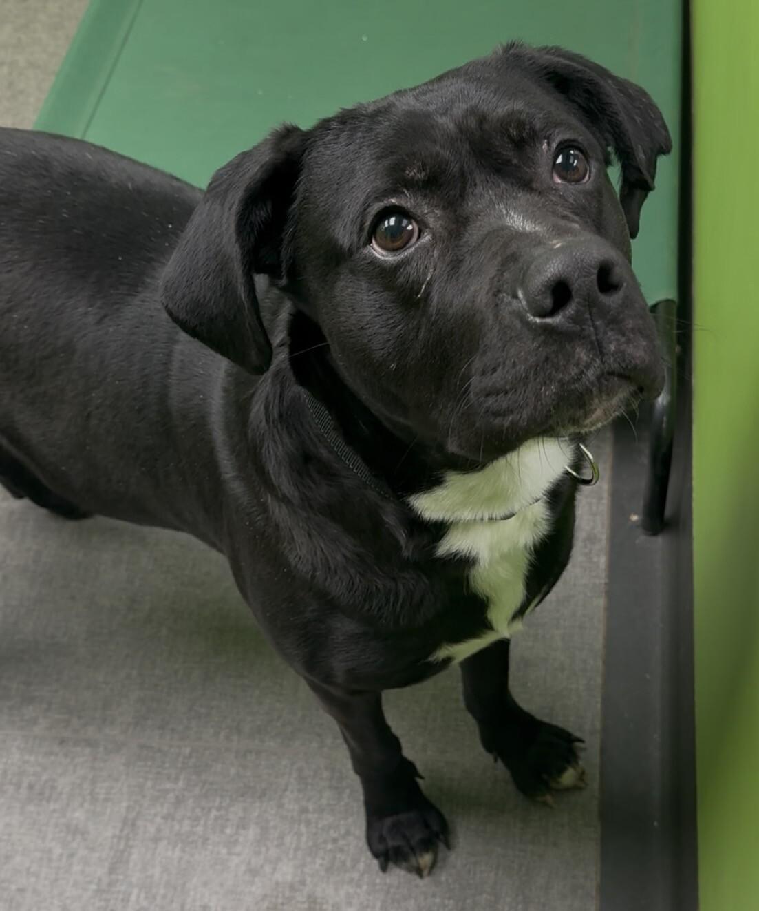 Bear, Adoptable, Adult Male Mixed Breed.