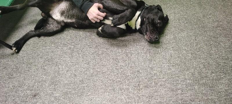 Enlarge Bear, a Adoptable Mixed Breed in Osseo, MI image 2/2