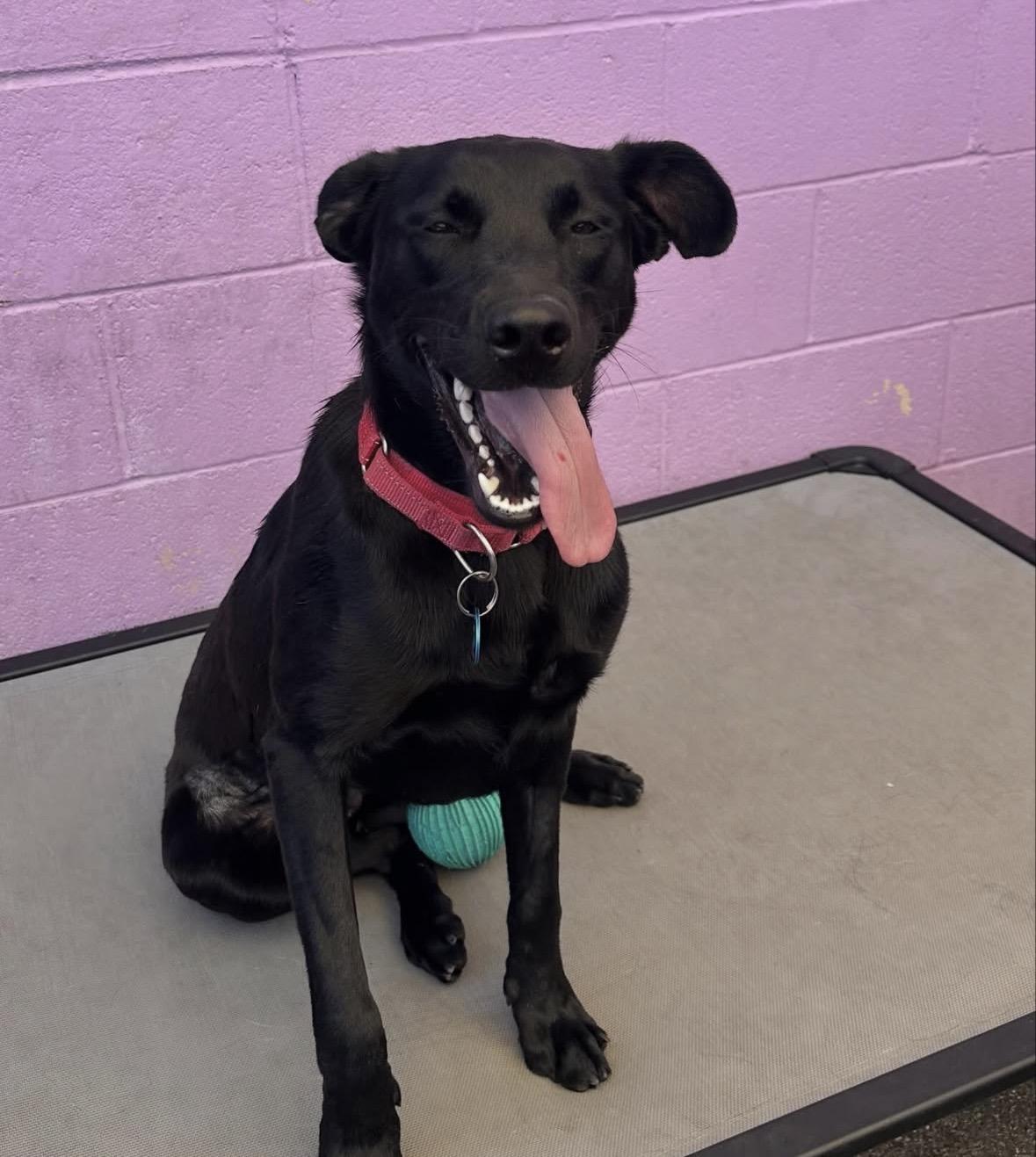Saylor, a ADOPTABLE Black Labrador Retriever in Pasadena, CA image 6/6