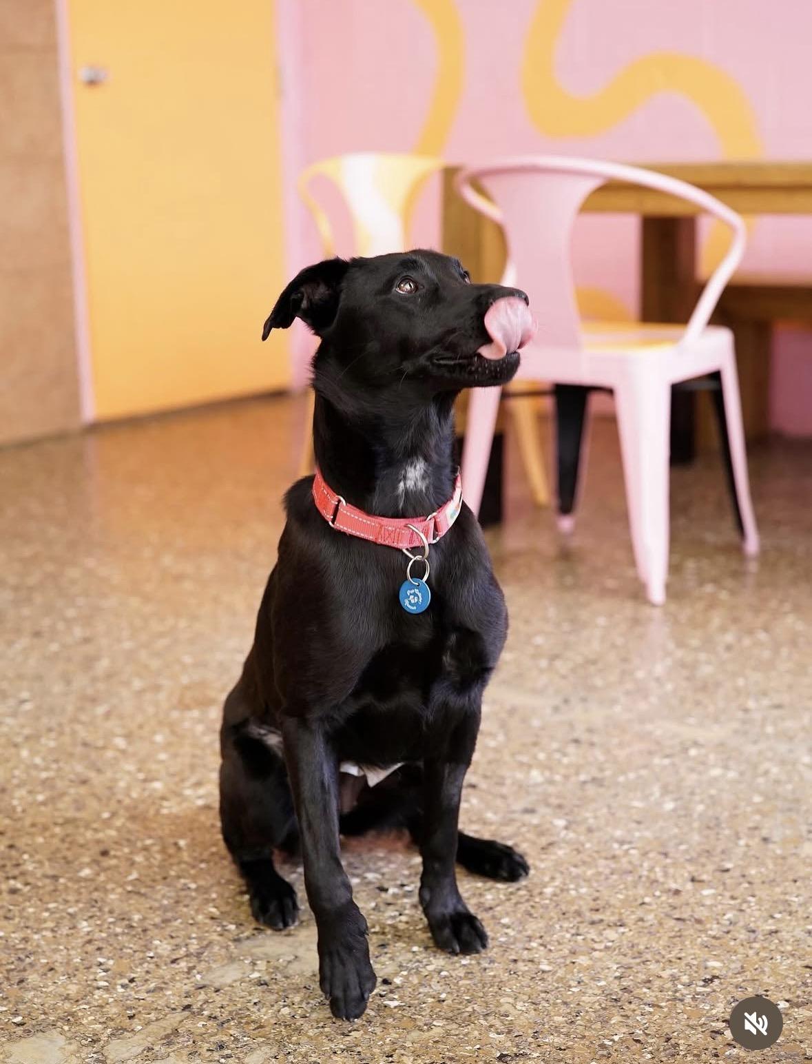 Saylor, a ADOPTABLE Black Labrador Retriever in Pasadena, CA image 4/6