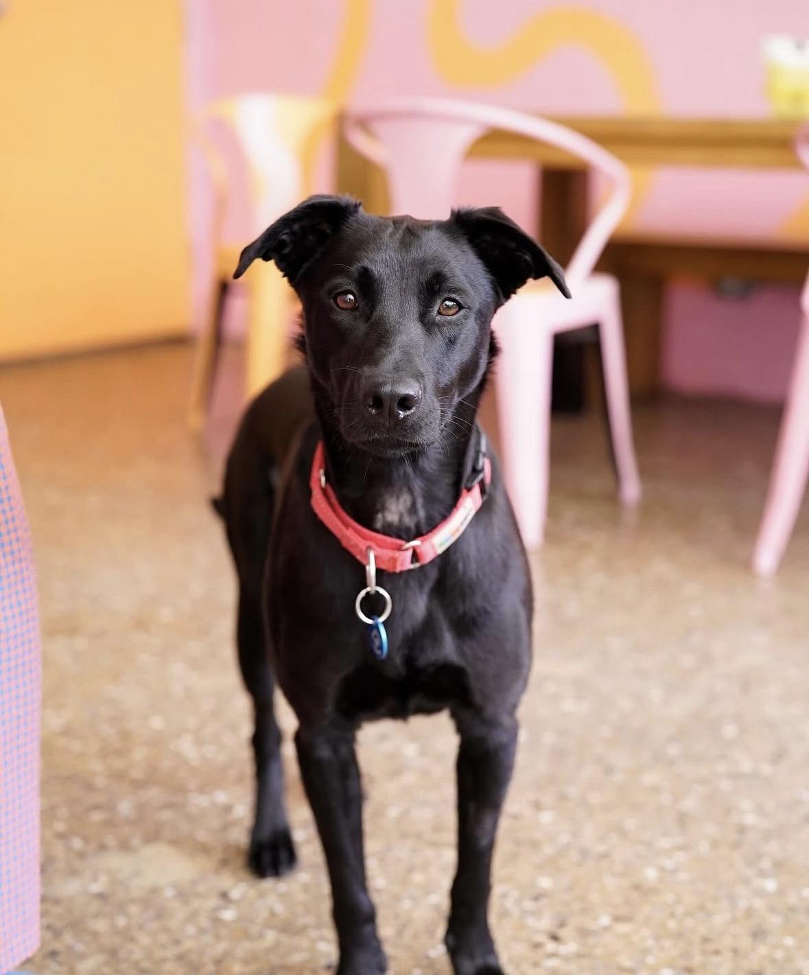 Saylor, ADOPTABLE, Young Female Black Labrador Retriever.