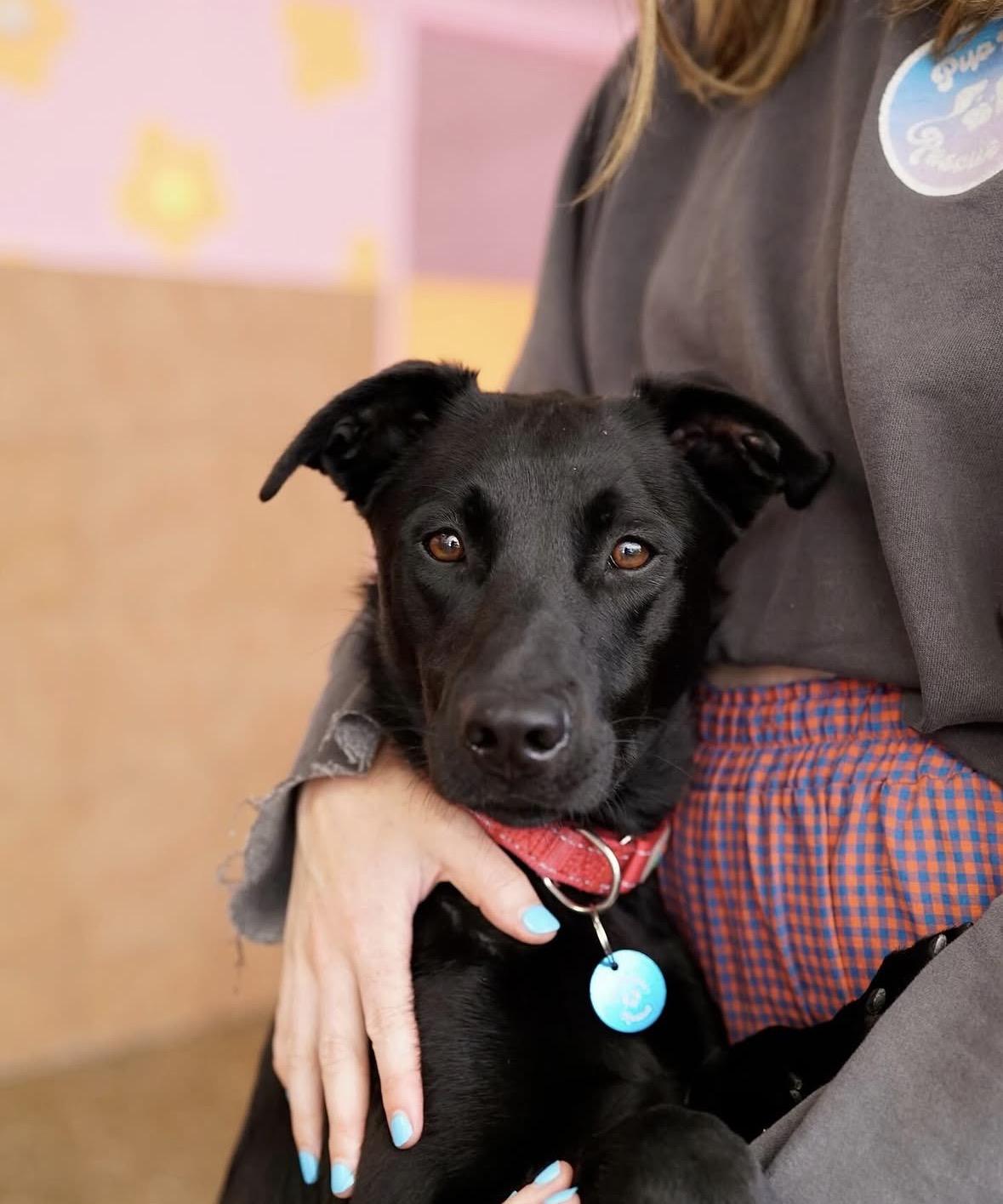 Saylor, a ADOPTABLE Black Labrador Retriever in Pasadena, CA image 3/6