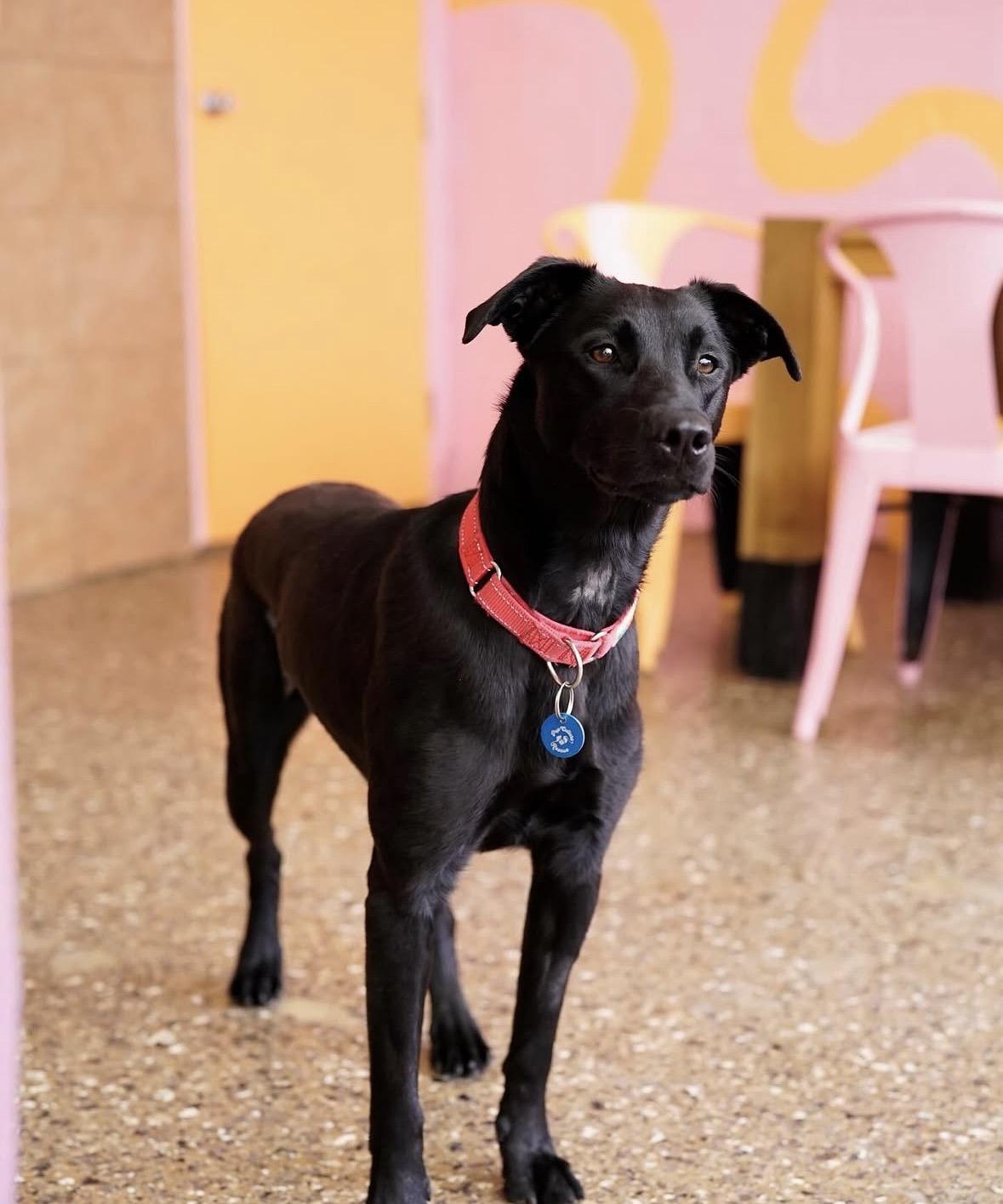 Saylor, a ADOPTABLE Black Labrador Retriever in Pasadena, CA image 5/6