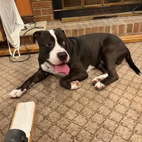 JJ (ID 50854/1020), a ADOPTABLE Pit Bull Terrier in Manassas, VA image 3/6