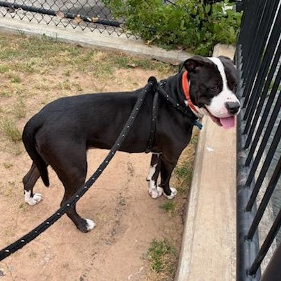 JJ (ID 50854/1020), a ADOPTABLE Pit Bull Terrier in Manassas, VA image 6/6