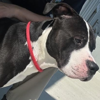 Enlarge JJ (ID 50854/1020), a ADOPTABLE Pit Bull Terrier in Manassas, VA image 2/4