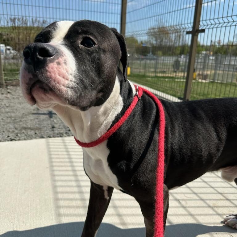 Enlarge JJ (ID 50854/1020), a ADOPTABLE Pit Bull Terrier in Manassas, VA image 4/4