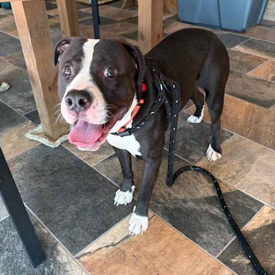 JJ (ID 50854/1020), a ADOPTABLE Pit Bull Terrier in Manassas, VA image 2/6