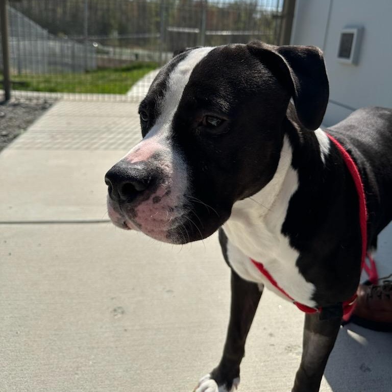 Enlarge JJ (ID 50854/1020), a ADOPTABLE Pit Bull Terrier in Manassas, VA image 3/4