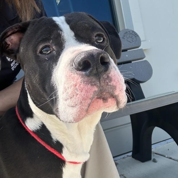 Enlarge JJ (ID 50854/1020), a ADOPTABLE Pit Bull Terrier in Manassas, VA image 1/4