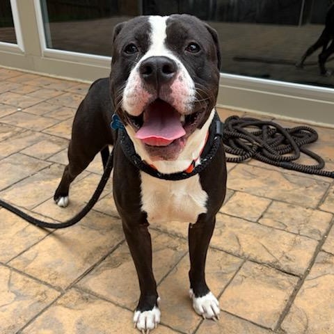 JJ (ID 50854/1020), ADOPTABLE, Young Male Pit Bull Terrier.