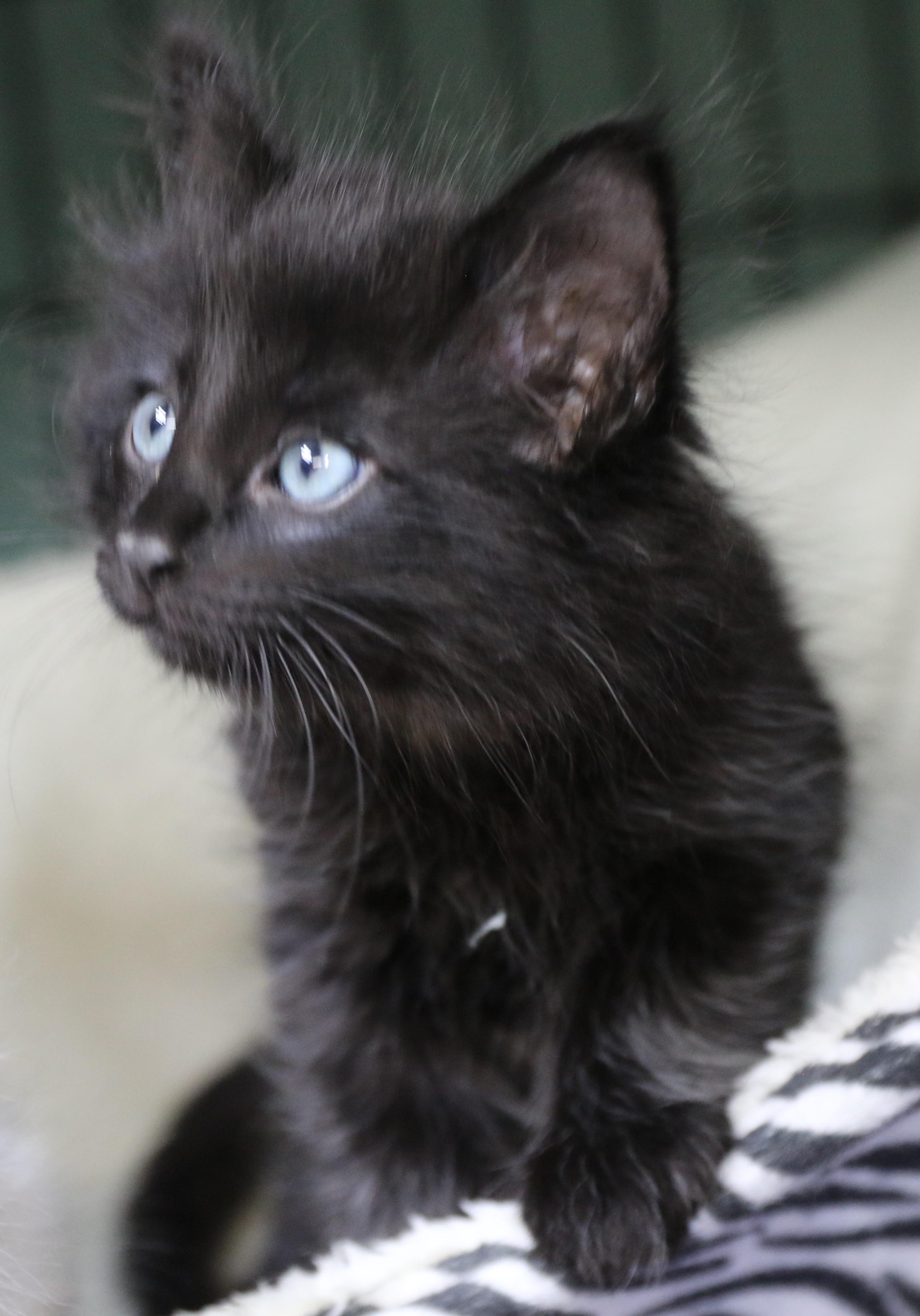 Raja, adopted, Kitten Male Maine Coon & Domestic Long Hair.
