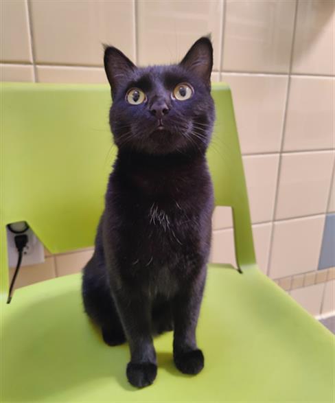 Enlarge DOLLY, a Adoptable Domestic Medium Hair in Denver, CO image 1/1