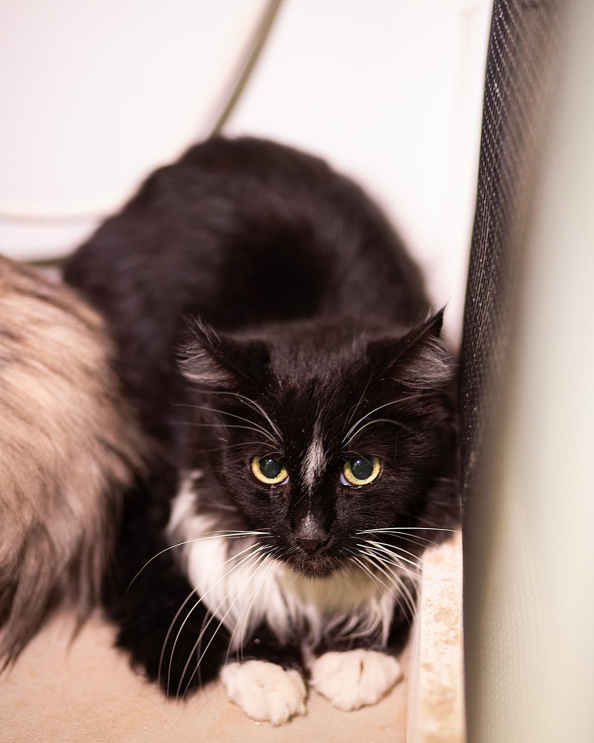 Oreo, adopted, Senior Male Domestic Long Hair.