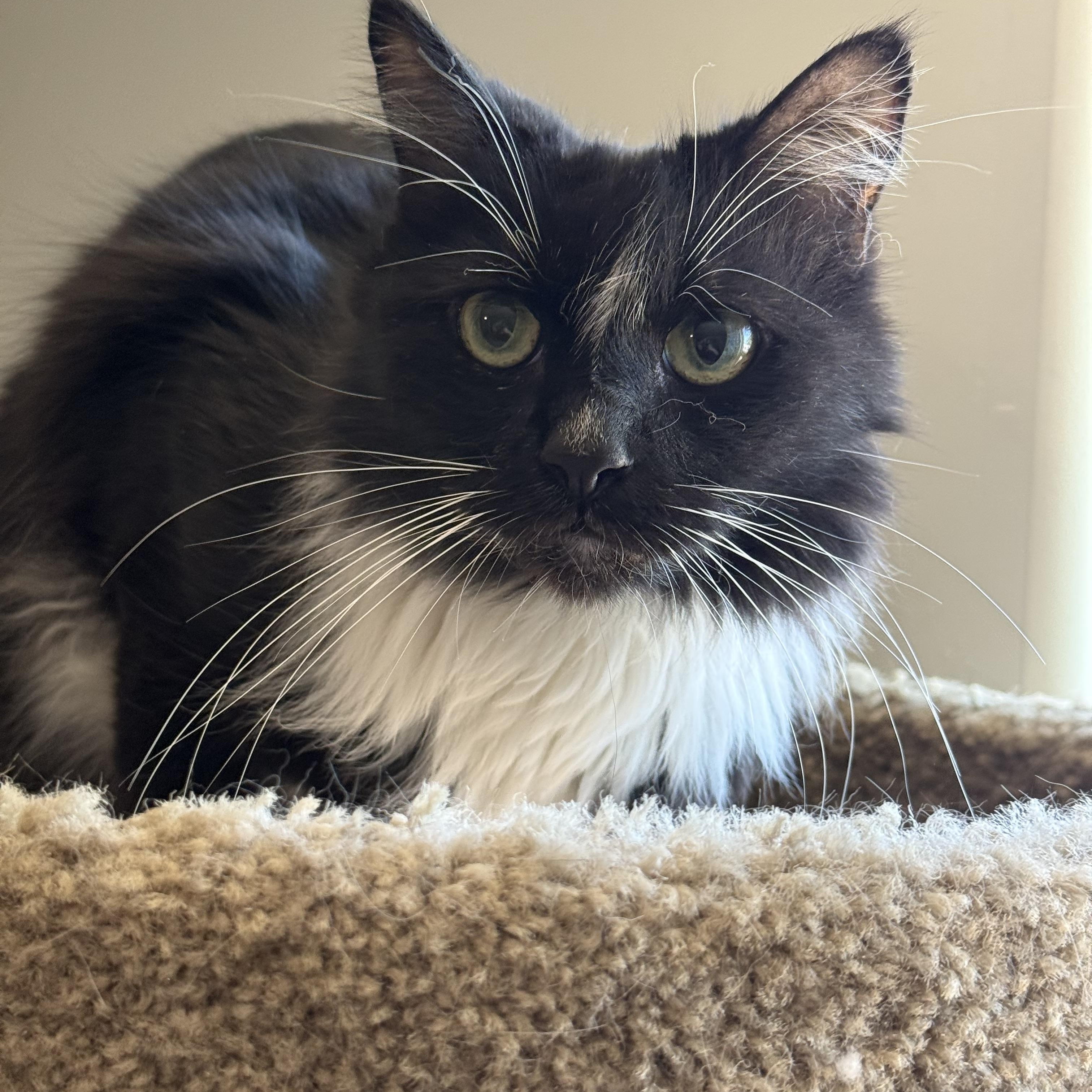 Oreo, an adopted Domestic Long Hair in Marana, AZ image 2/2