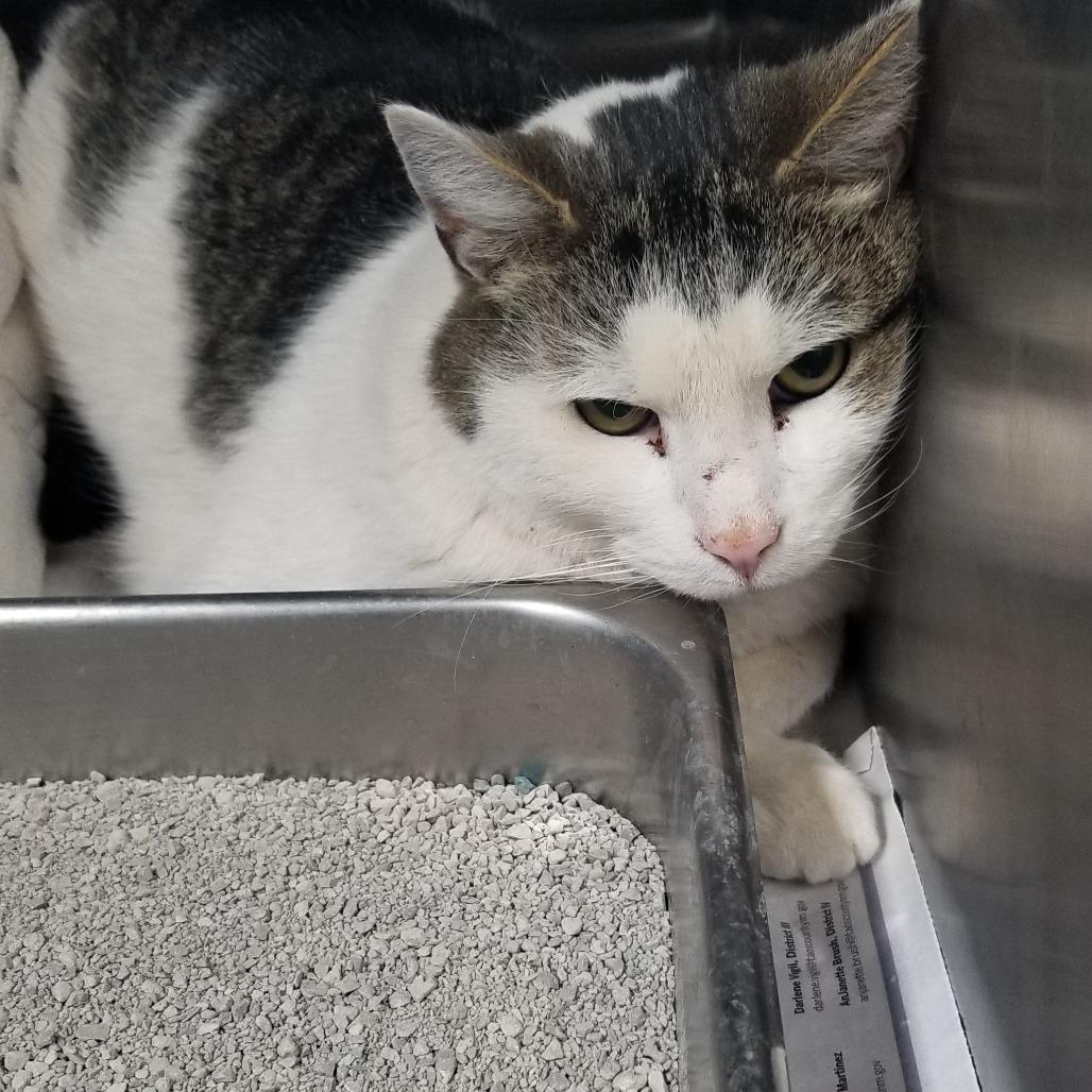 Chuck, Adoptable, Adult Male Domestic Short Hair.