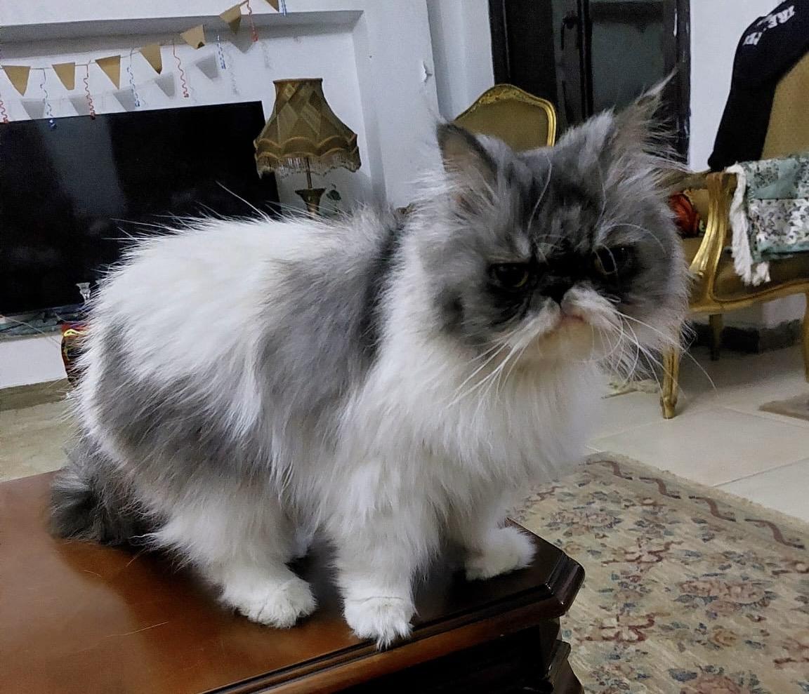 Bose, Adult Female Himalayan