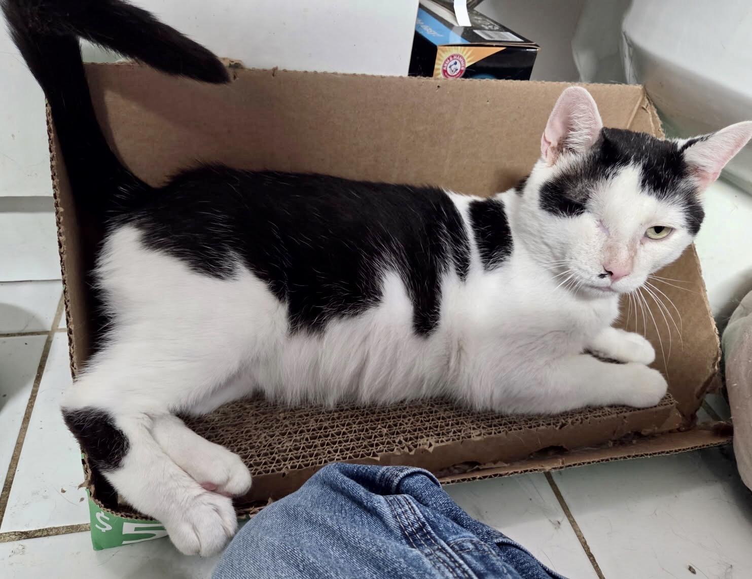 JACKSON, Adoptable, Young Male Domestic Short Hair.