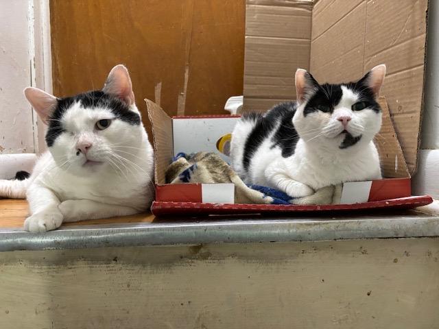 Enlarge JACKSON, a Adoptable Domestic Short Hair in Churchville, PA image 3/6