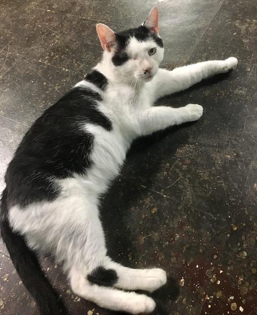 Enlarge JACKSON, a Adoptable Domestic Short Hair in Churchville, PA image 4/6