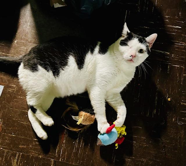 Enlarge JACKSON, a Adoptable Domestic Short Hair in Churchville, PA image 5/6