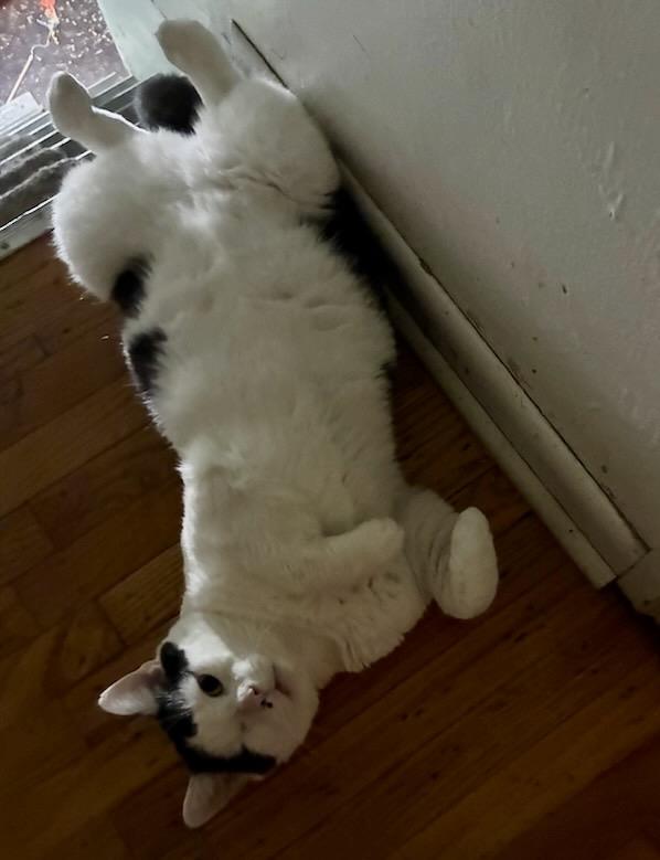 Enlarge JACKSON, a Adoptable Domestic Short Hair in Churchville, PA image 1/6