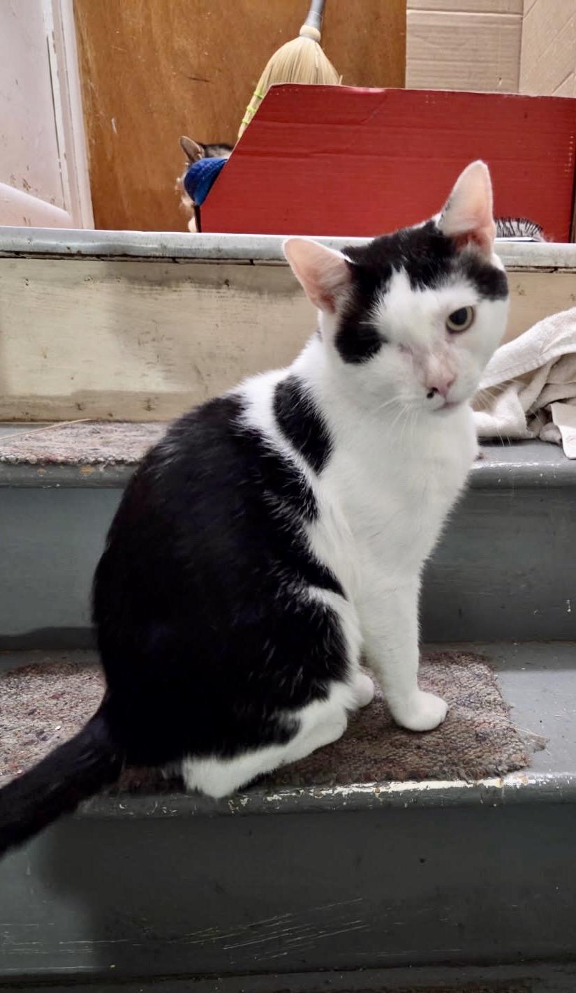 Enlarge JACKSON, a Adoptable Domestic Short Hair in Churchville, PA image 6/6