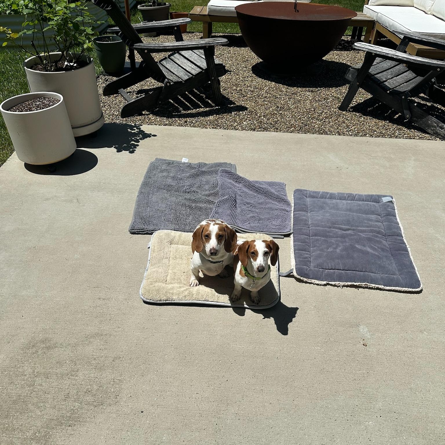 Johnny and June- BONDED PAIR, a ADOPTABLE Miniature Dachshund in Nashville, TN image 1/4