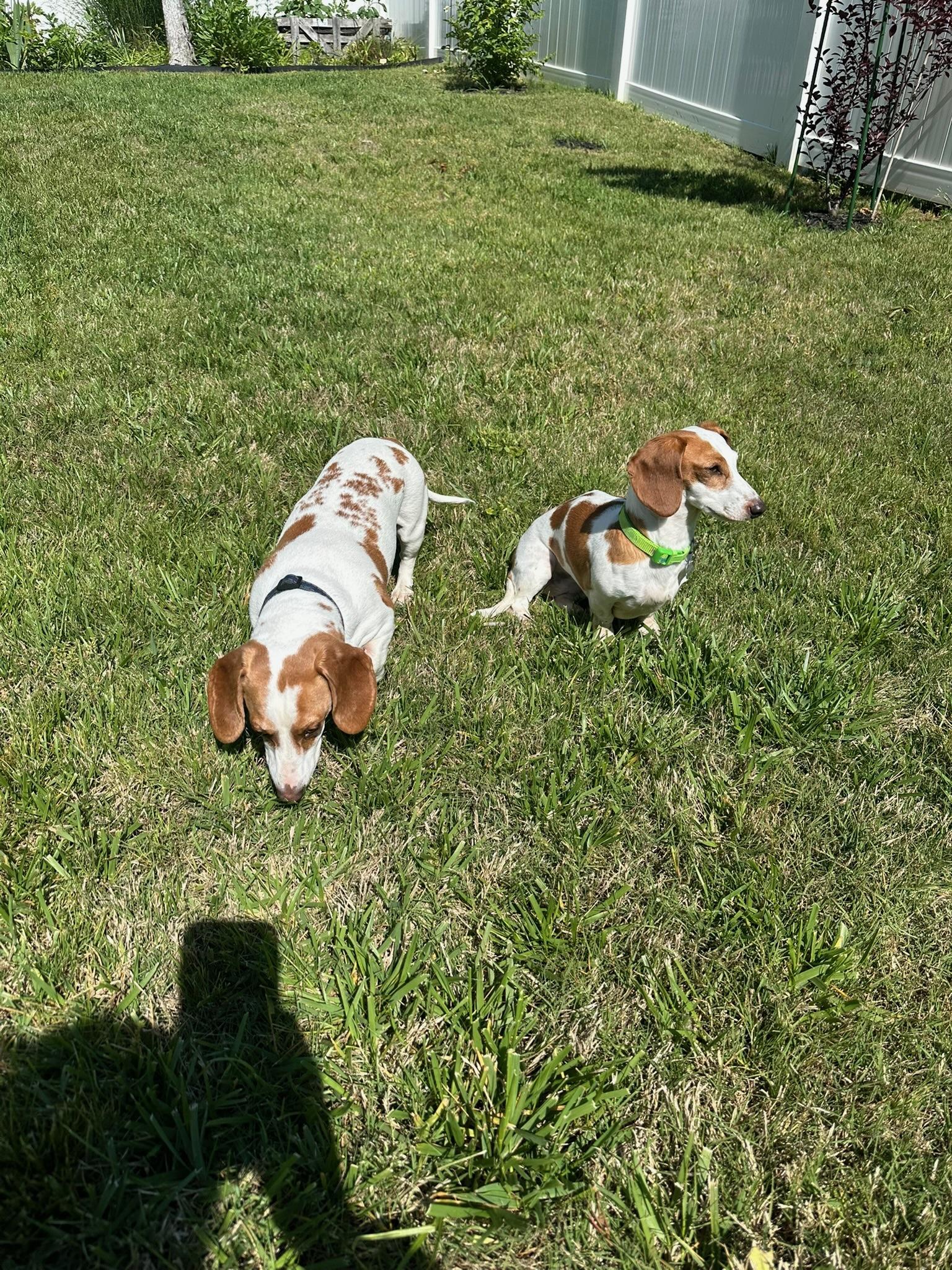 Johnny and June- BONDED PAIR, a ADOPTABLE Miniature Dachshund in Nashville, TN image 3/4