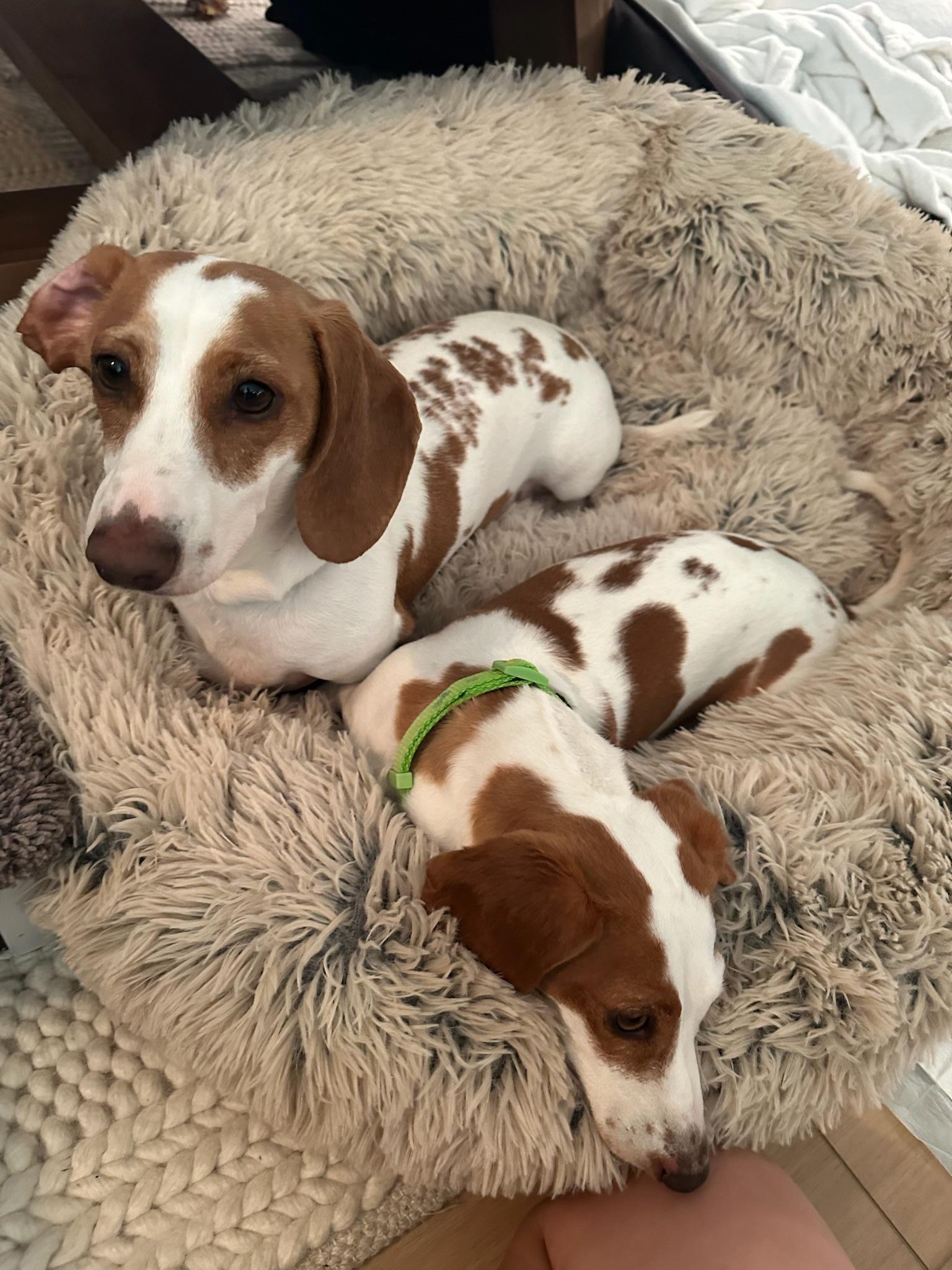 Johnny and June- BONDED PAIR, a ADOPTABLE Miniature Dachshund in Nashville, TN image 2/4