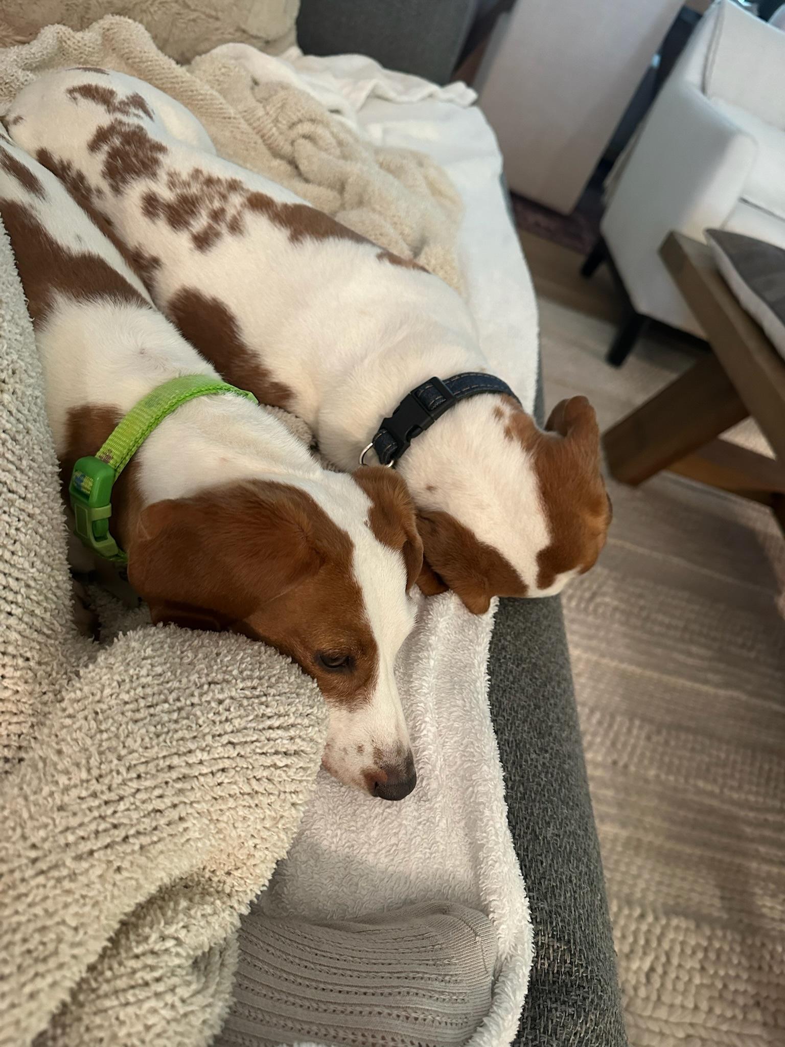 Johnny and June- BONDED PAIR, a ADOPTABLE Miniature Dachshund in Nashville, TN image 4/4