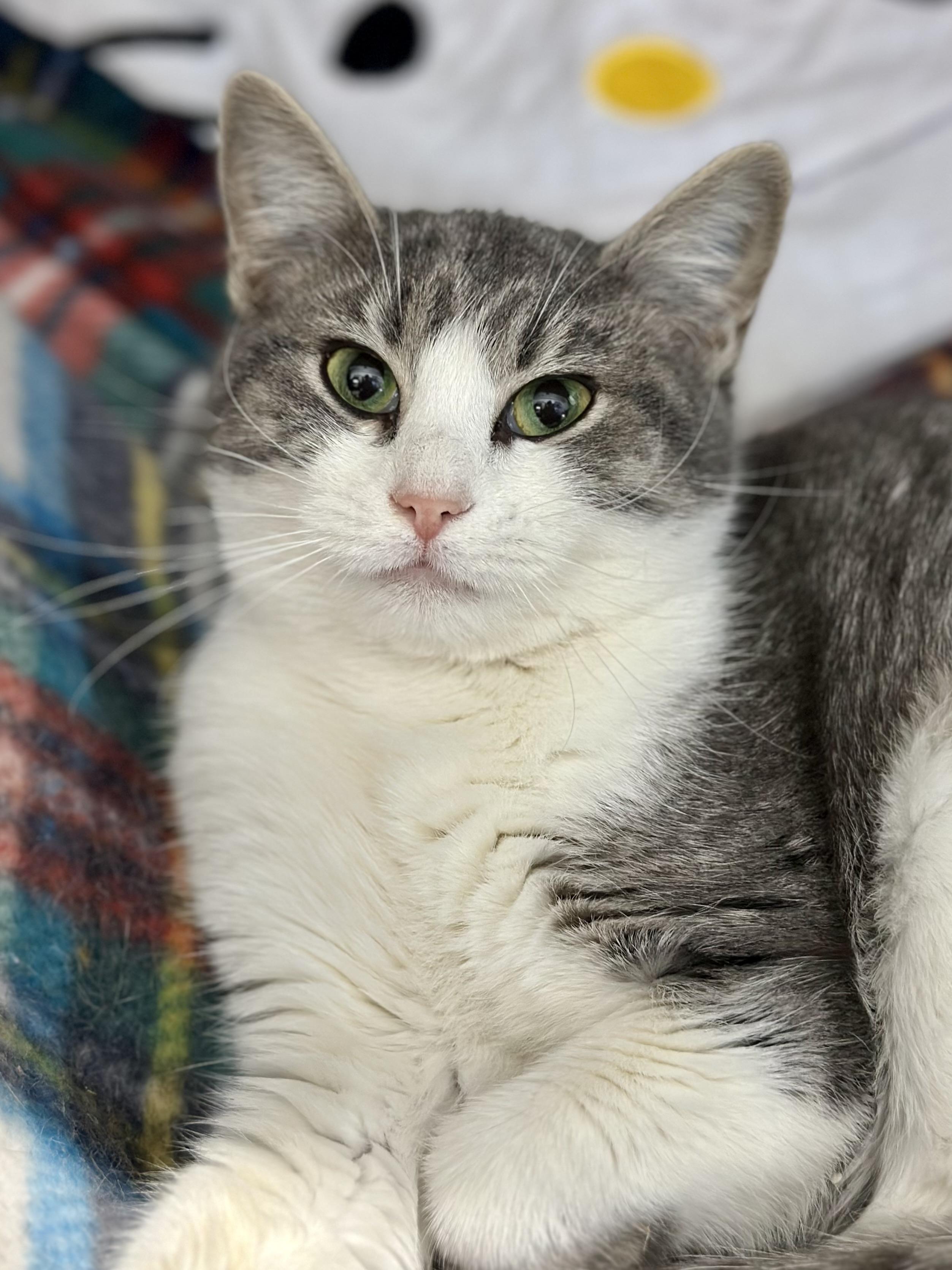 Precious , a ADOPTABLE Domestic Short Hair in Faribault, MN image 1/3