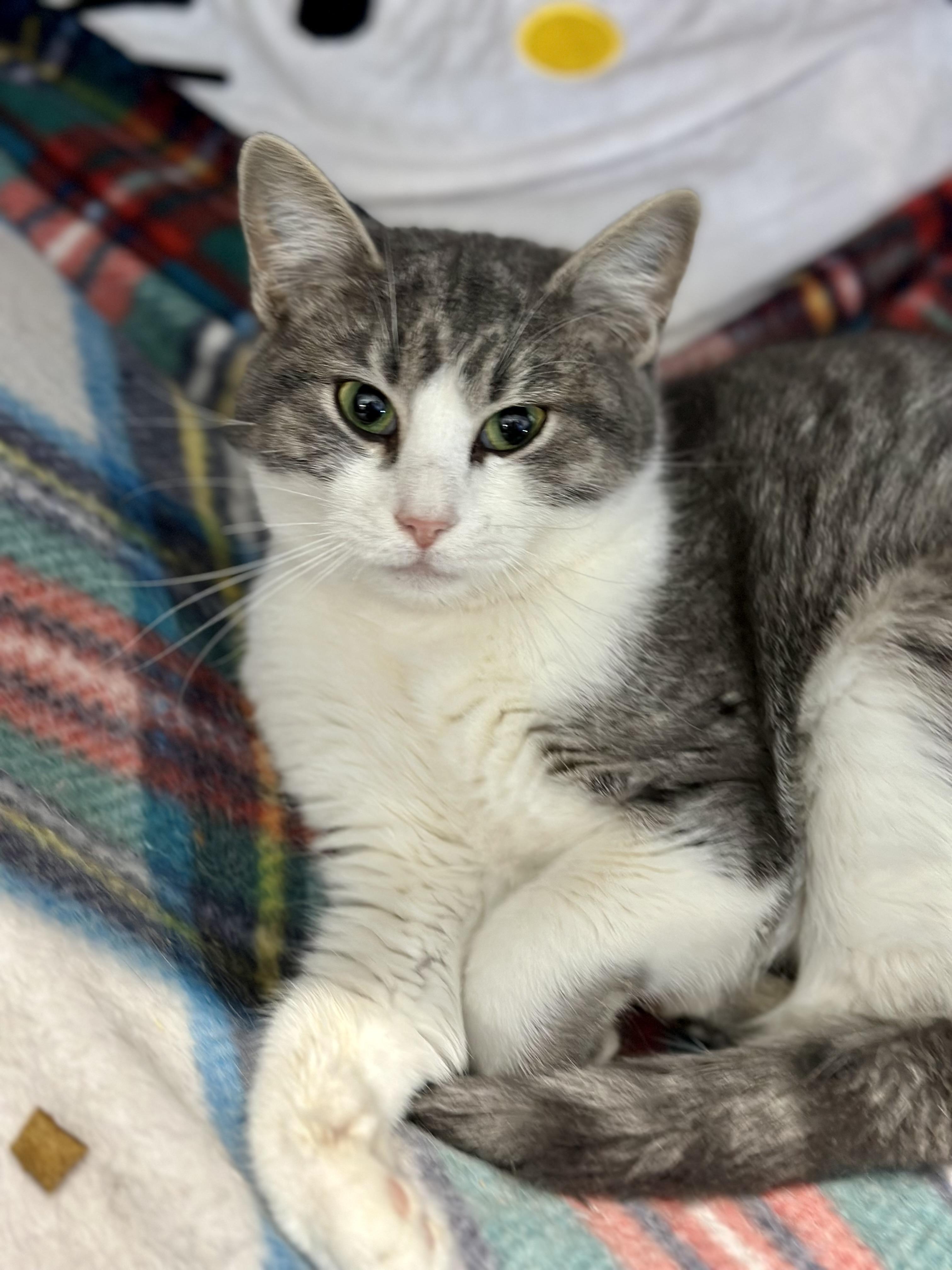 Precious , a ADOPTABLE Domestic Short Hair in Faribault, MN image 3/3