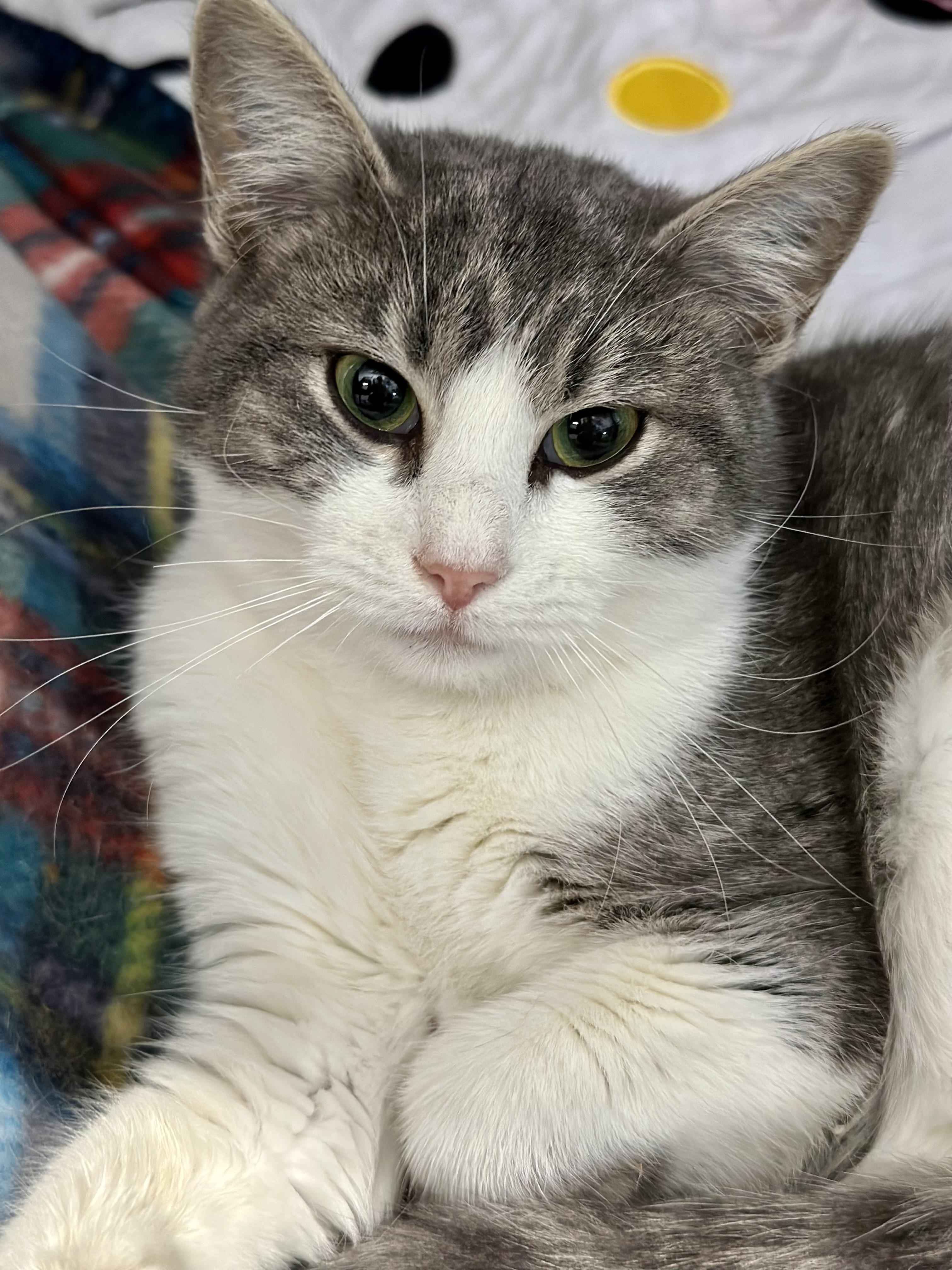 Precious , a ADOPTABLE Domestic Short Hair in Faribault, MN image 2/3