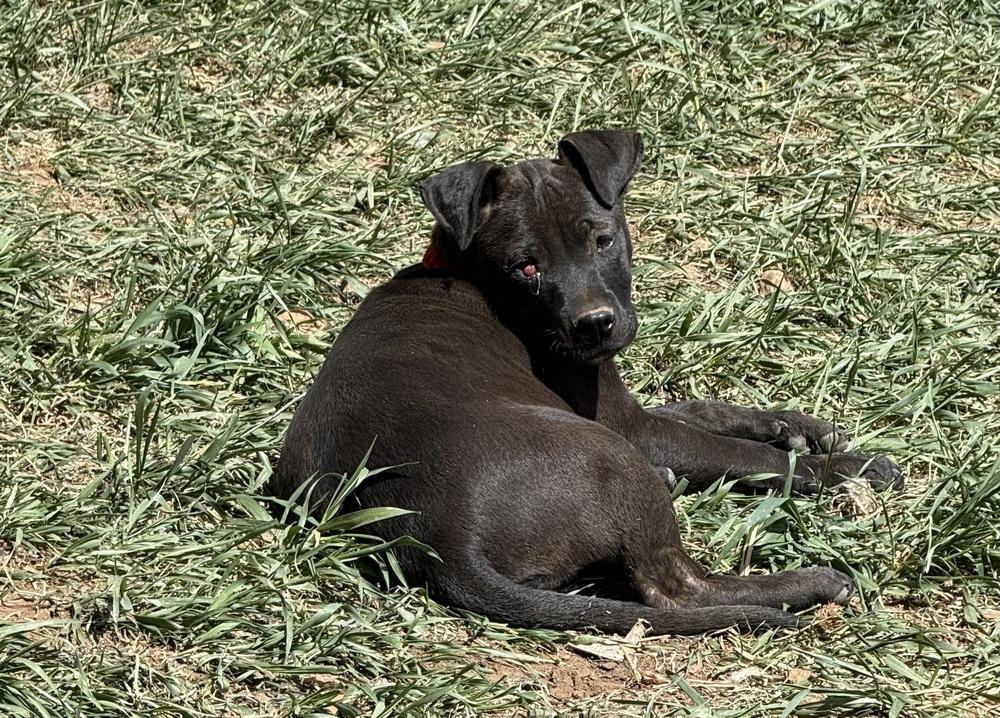 Licorice, a Adoptable mixed breed in Aurora, CO image 1/6