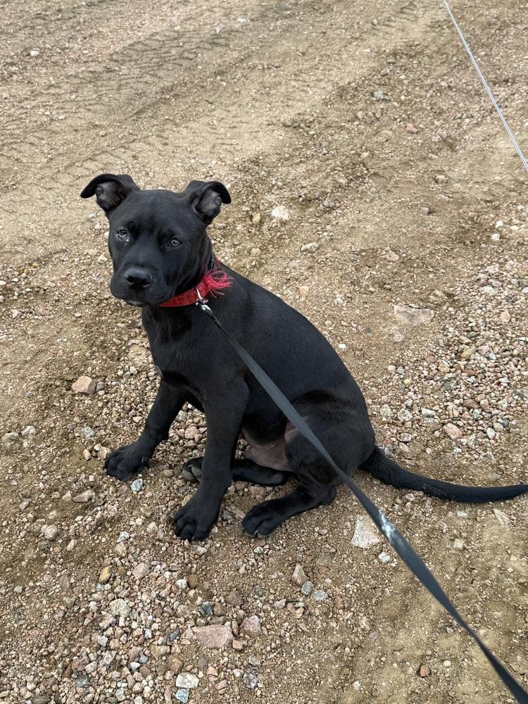 Licorice, a Adoptable mixed breed in Aurora, CO image 2/6