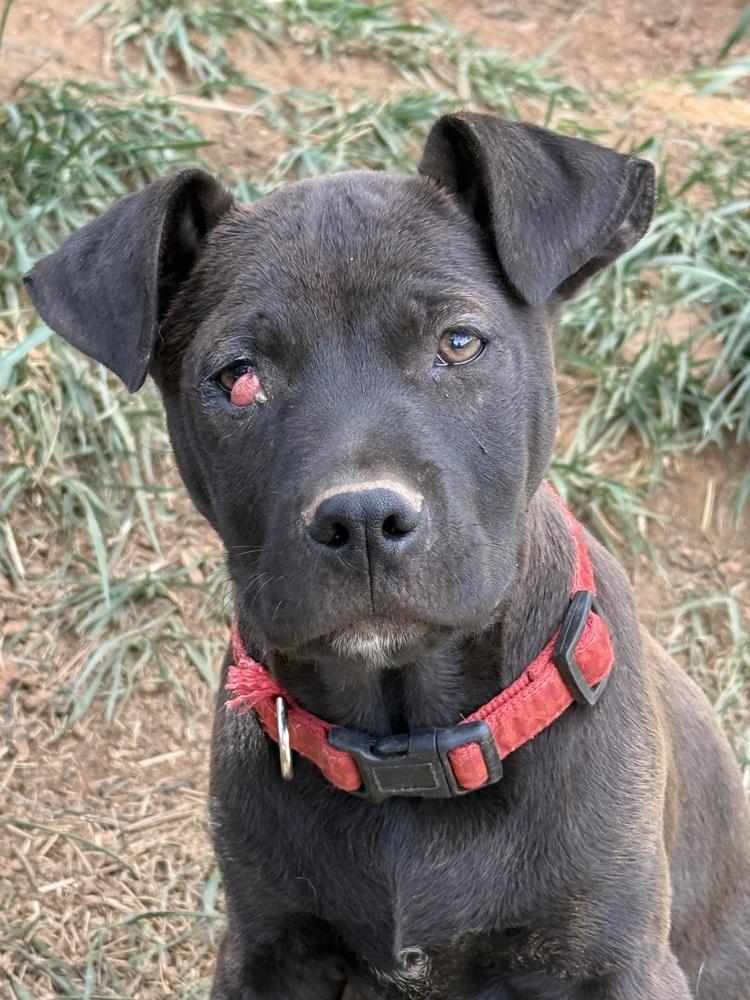 Licorice, a Adoptable mixed breed in Aurora, CO image 3/6