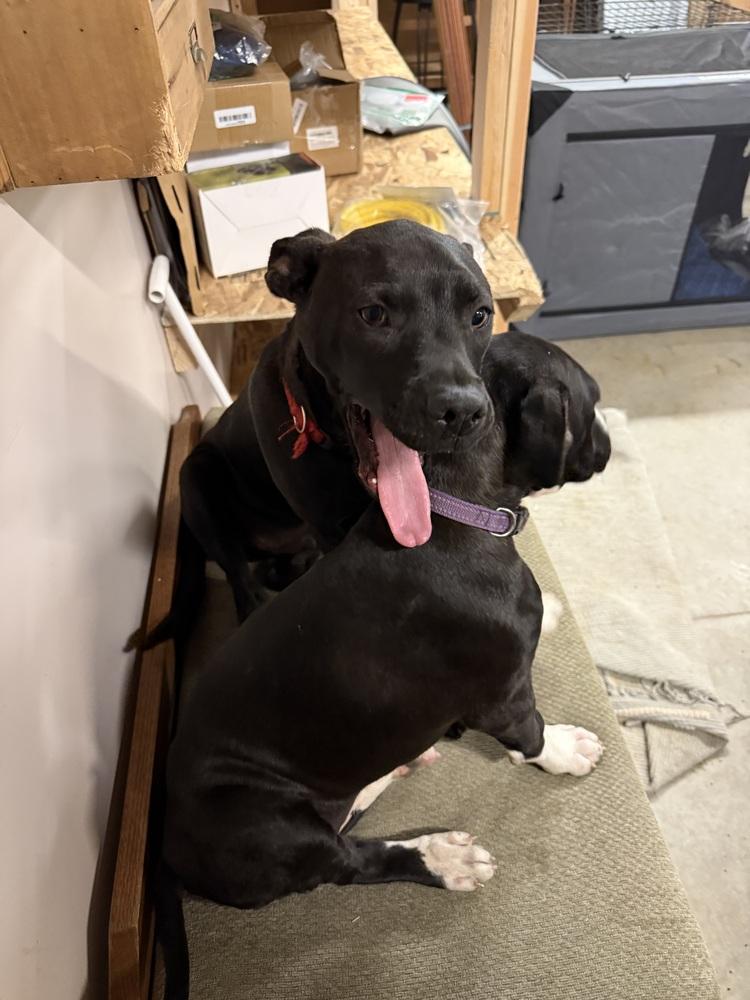 Enlarge Licorice, a Adoptable mixed breed in Aurora, CO image 3/6