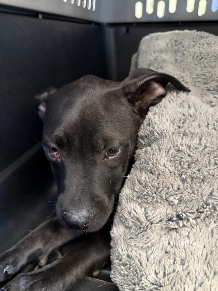 Enlarge Licorice, a Adoptable mixed breed in Aurora, CO image 5/6