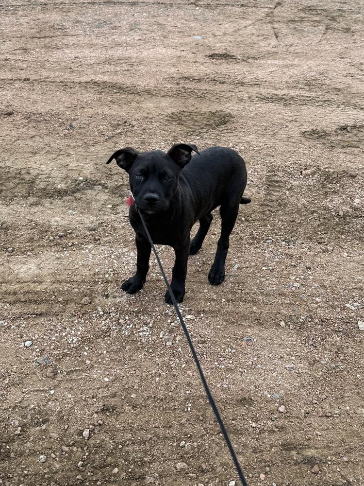 Licorice, a Adoptable mixed breed in Aurora, CO image 5/6