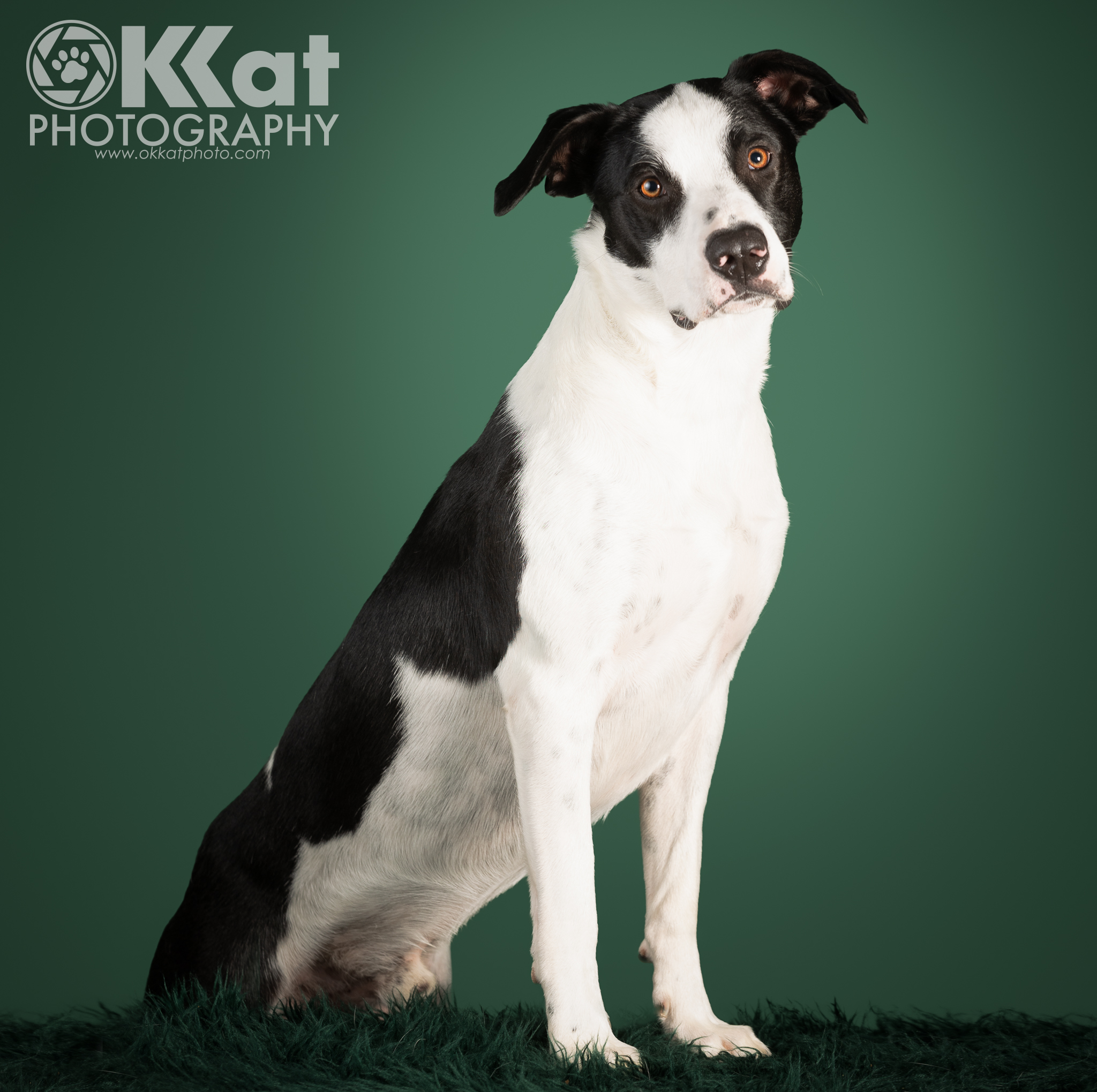 Hyde, a Adopted mixed breed in Norman, OK image 1/6