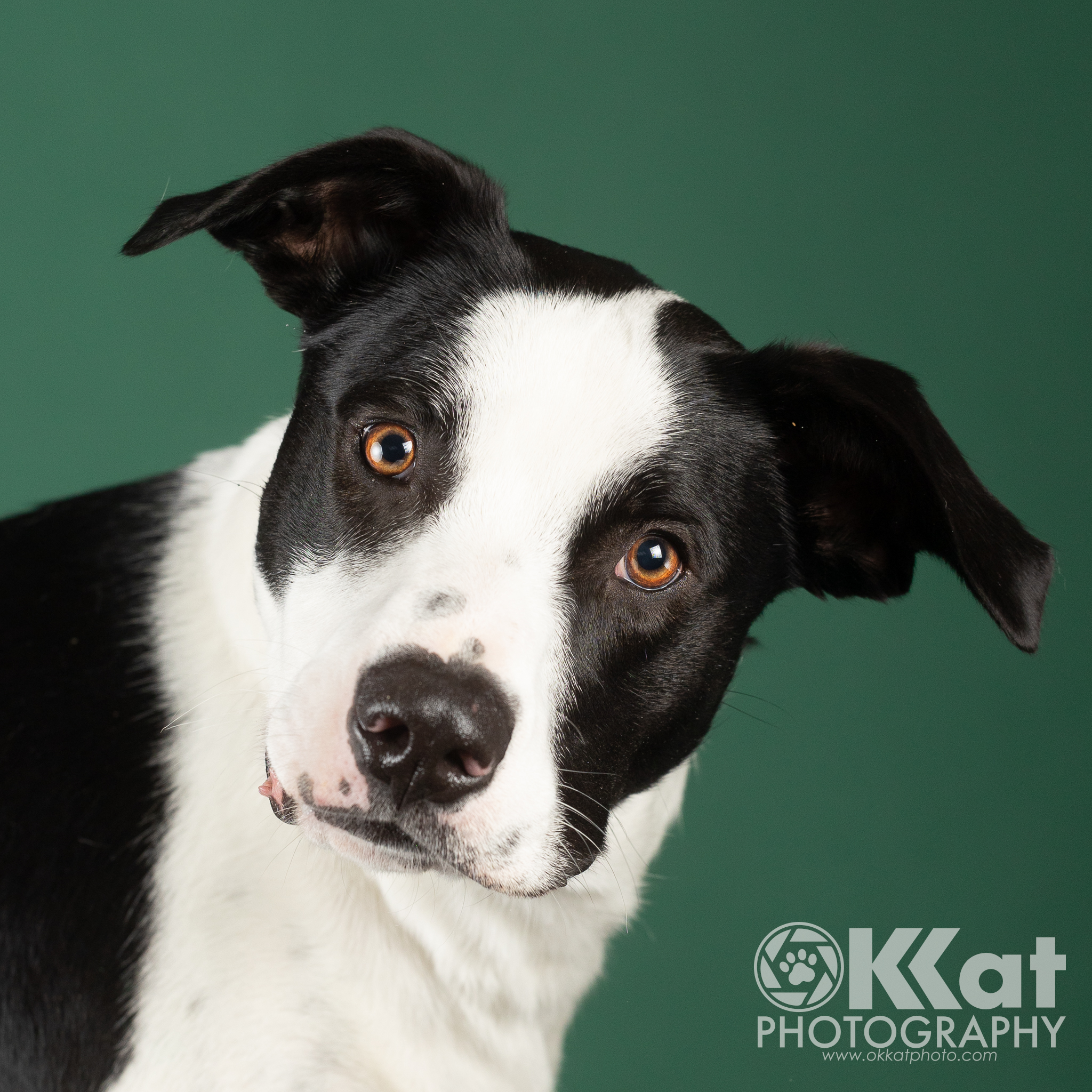 Hyde, a Adopted mixed breed in Norman, OK image 2/6