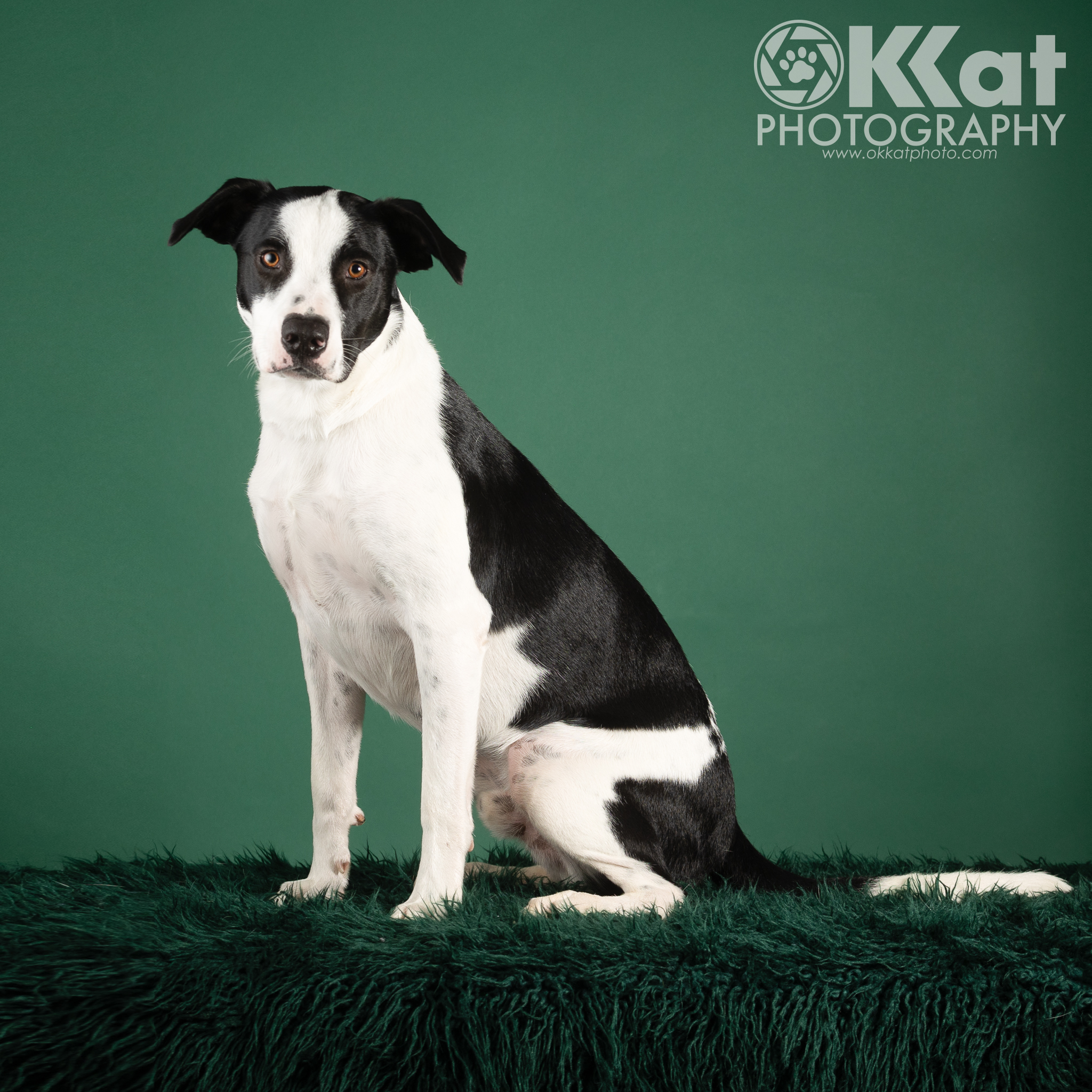 Hyde, a Adopted mixed breed in Norman, OK image 6/6