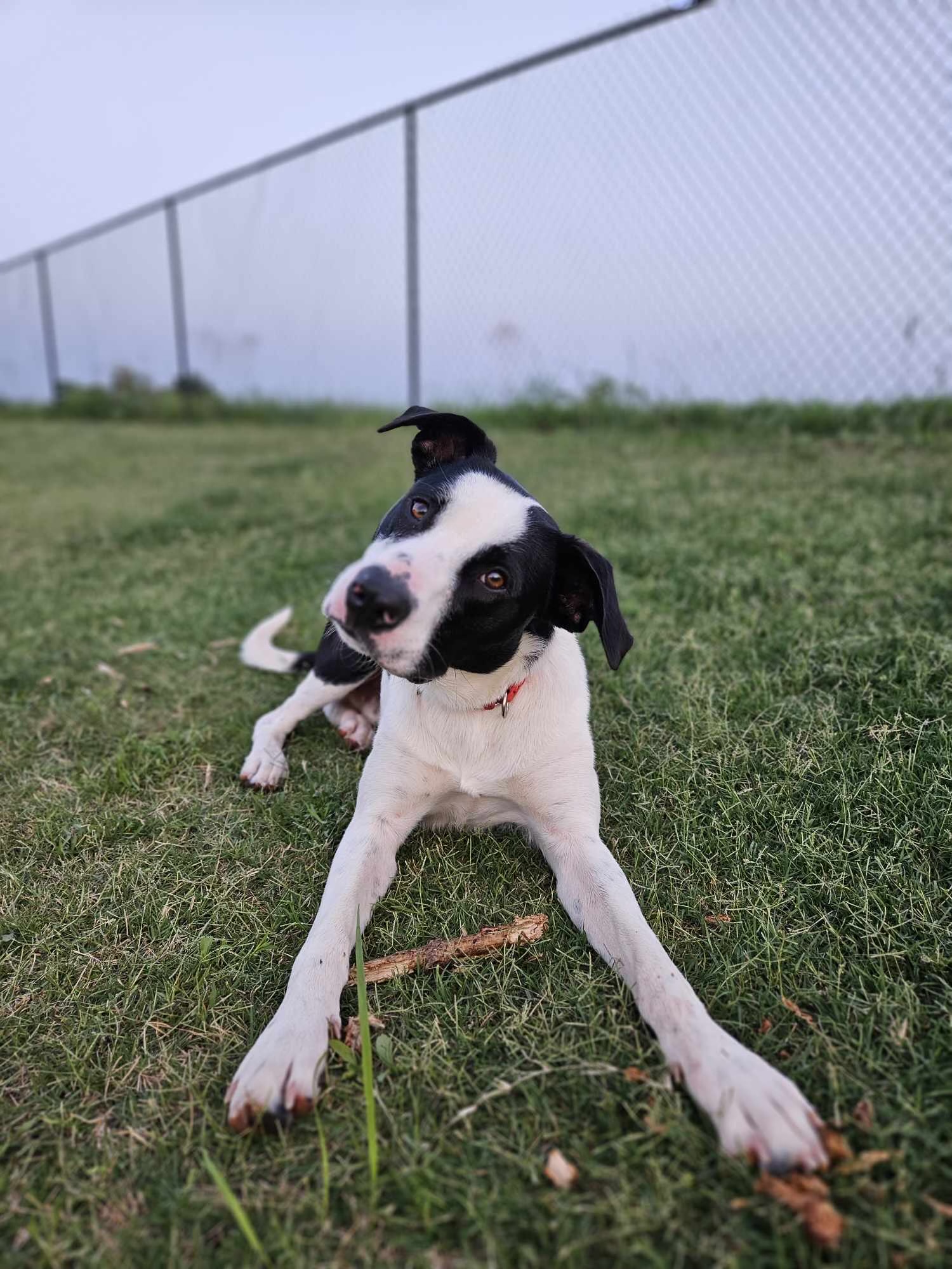 Hyde, a Adopted mixed breed in Norman, OK image 4/6