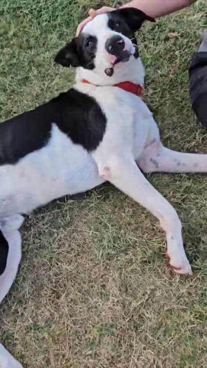 Enlarge Hyde, a Adopted mixed breed in Norman, OK video 5/6